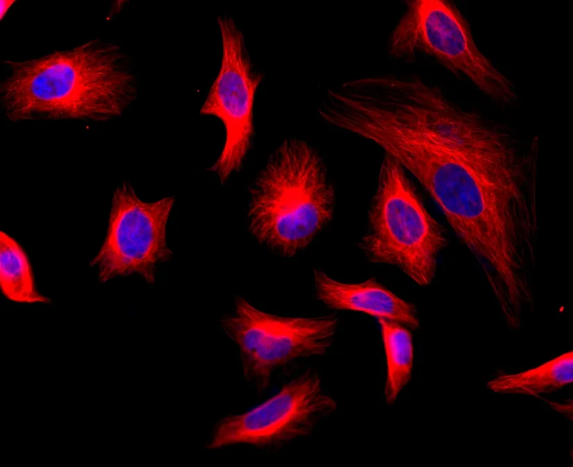 iFluor® 532 succinimidyl ester - image 2