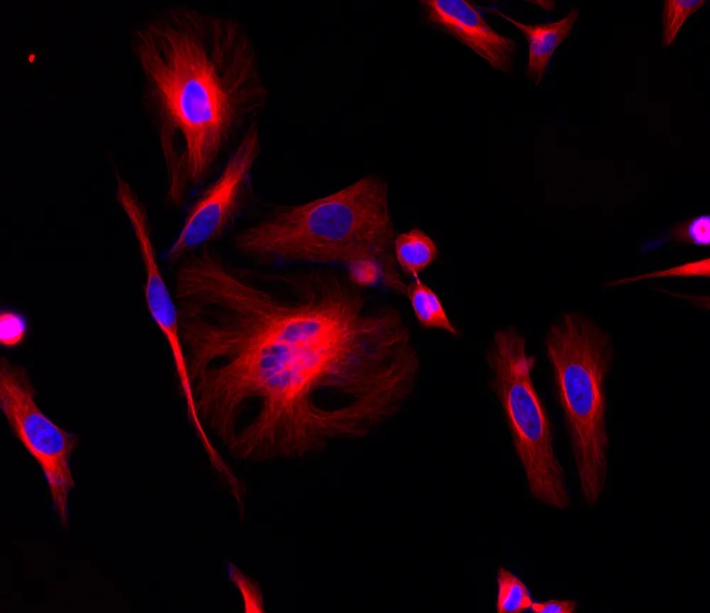 iFluor® 660 succinimidyl ester - image 1