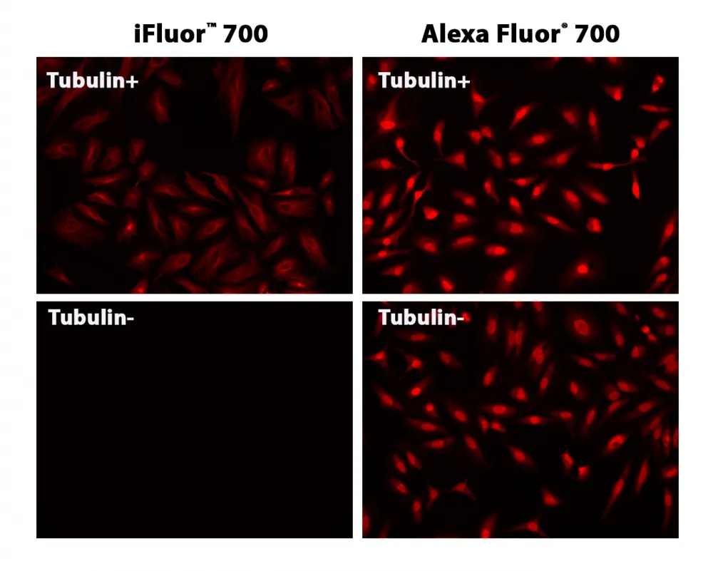 iFluor® 700 succinimidyl ester - image 1