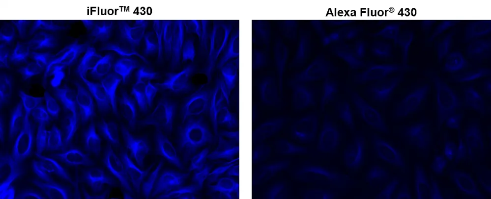 iFluor® 430 succinimidyl ester - image 1