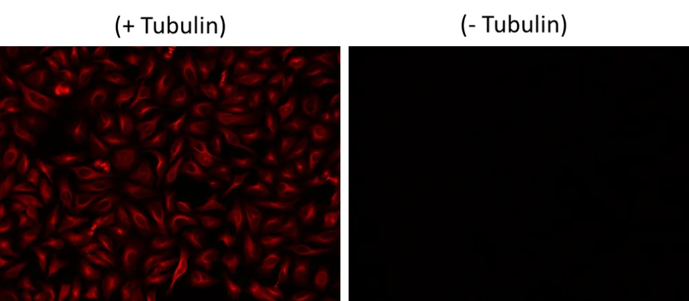iFluor® 670 succinimidyl ester - image 2