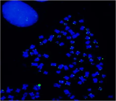 ReadiLink™ iFluor® 488 FISH Fluorescence Imaging Kit - image 1