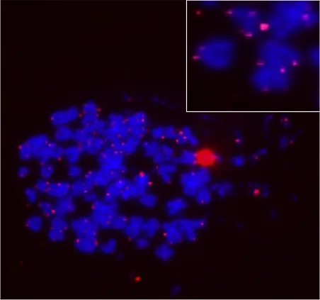 ReadiLink™ iFluor® 555 FISH Fluorescence Imaging Kit - image 1