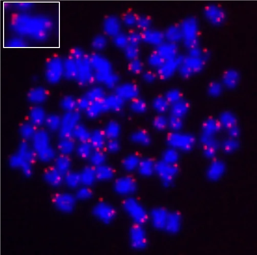 ReadiLink™ iFluor® 647 FISH Fluorescence Imaging Kit - image 1