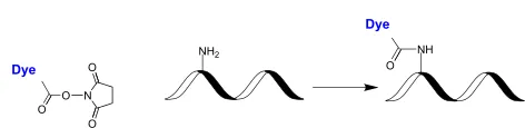 iFluor® 620 succinimidyl ester - image 1