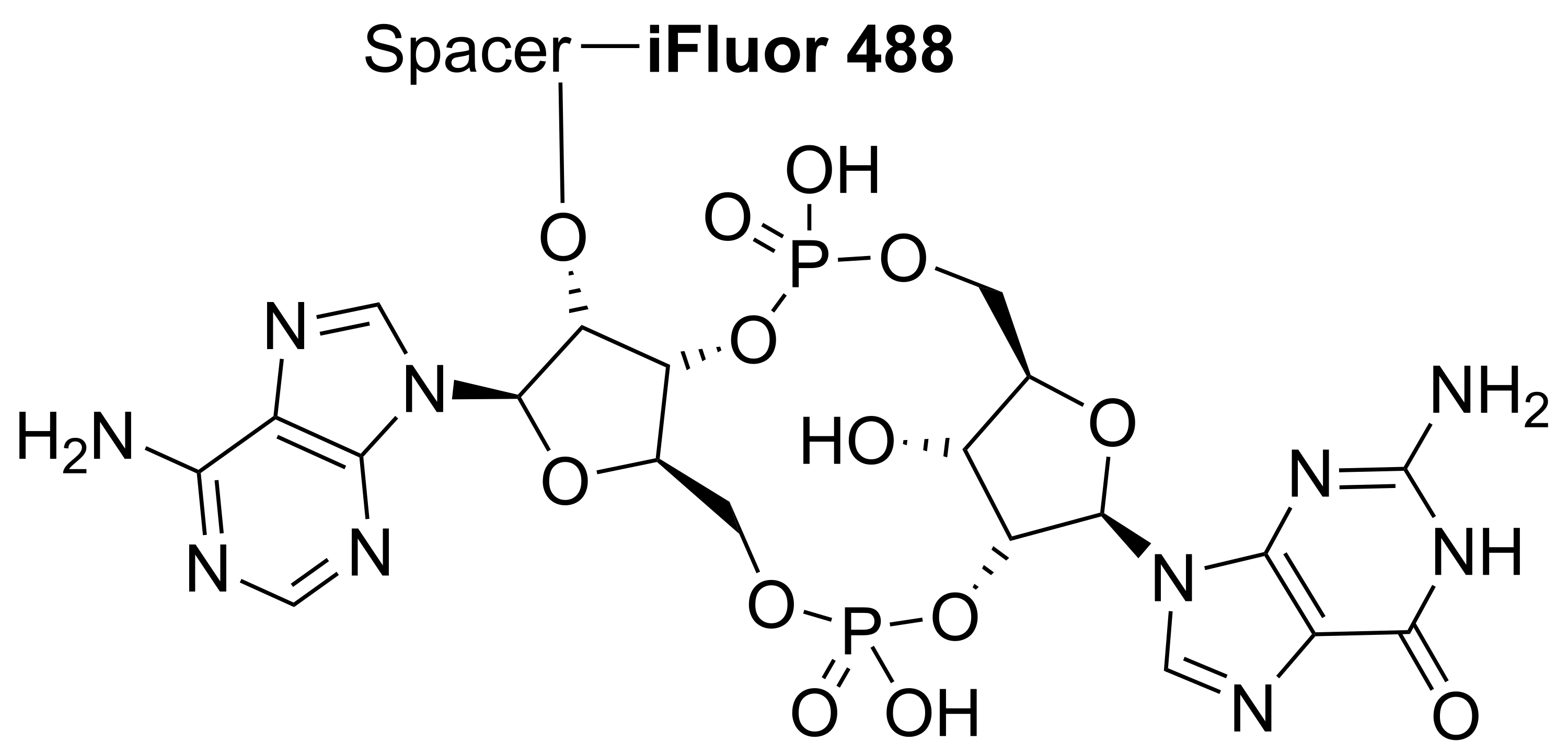 2’,3’-cGAMP-iFluor 488 conjugate - image 1
