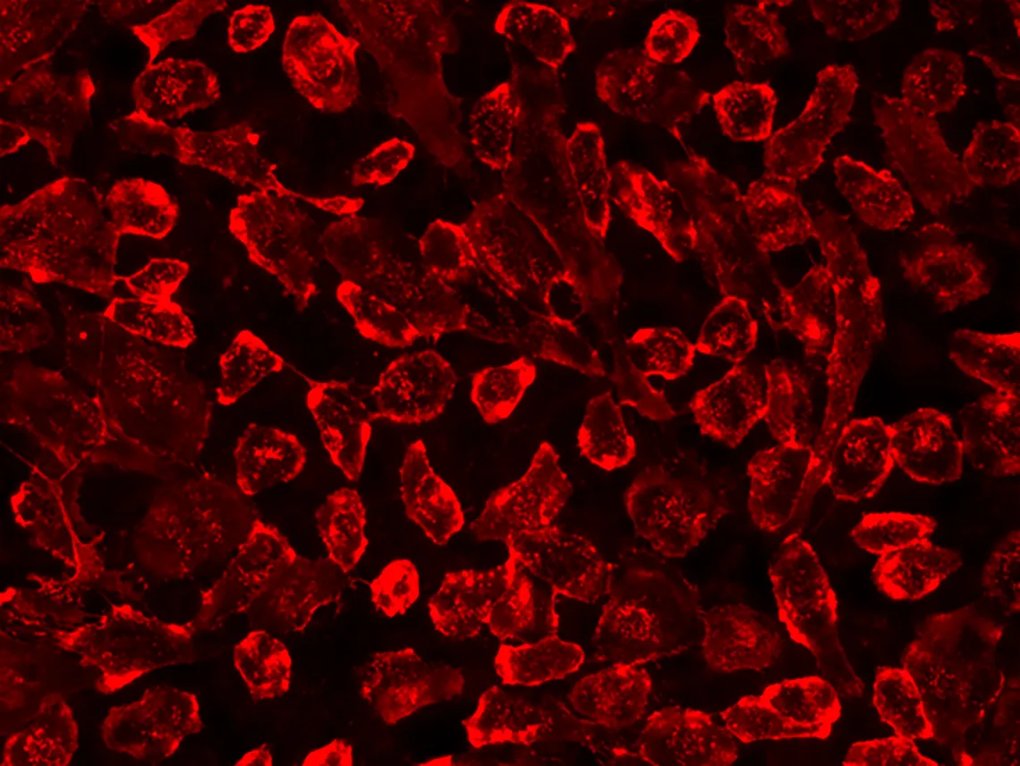 iFluor® 750-Concanavalin A Conjugate - image 1