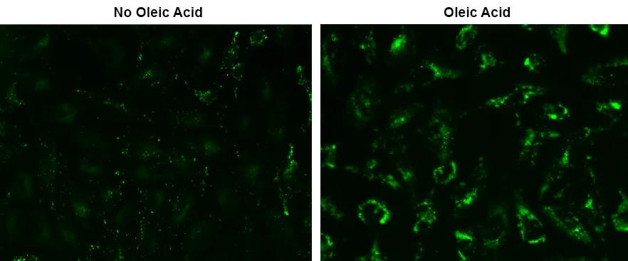 Droplite™ Green - image 1