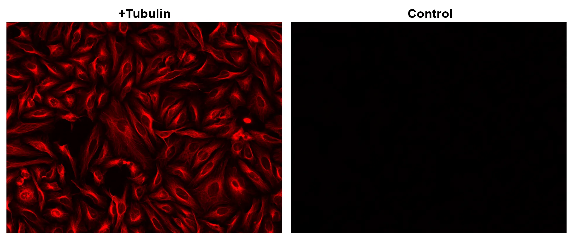 iFluor® 625 succinimidyl ester - image 1