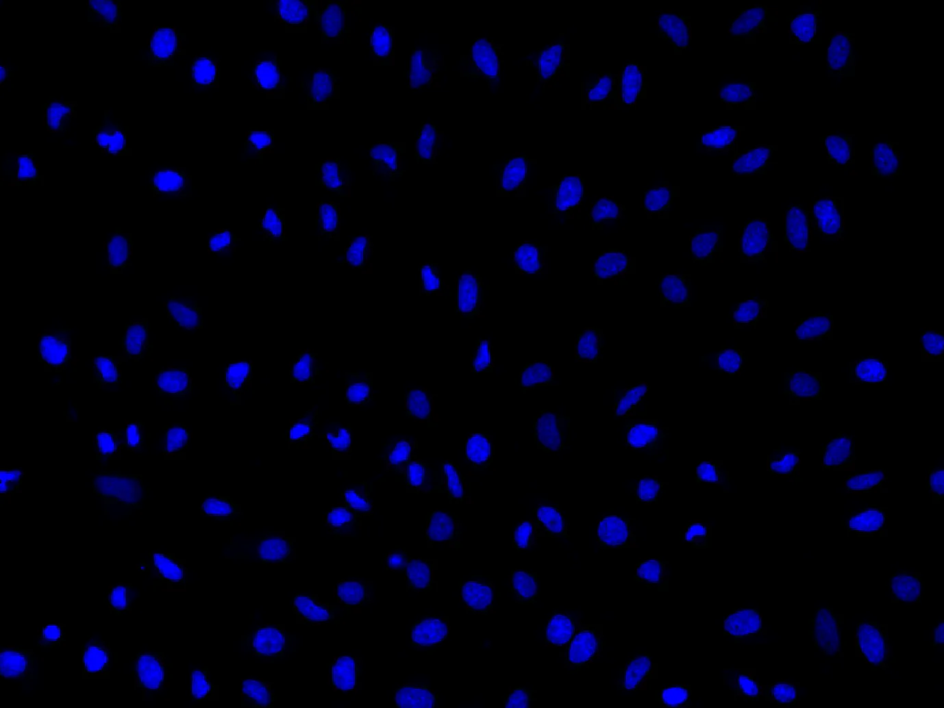 Nuclear Blue™ LCS1 - image 1