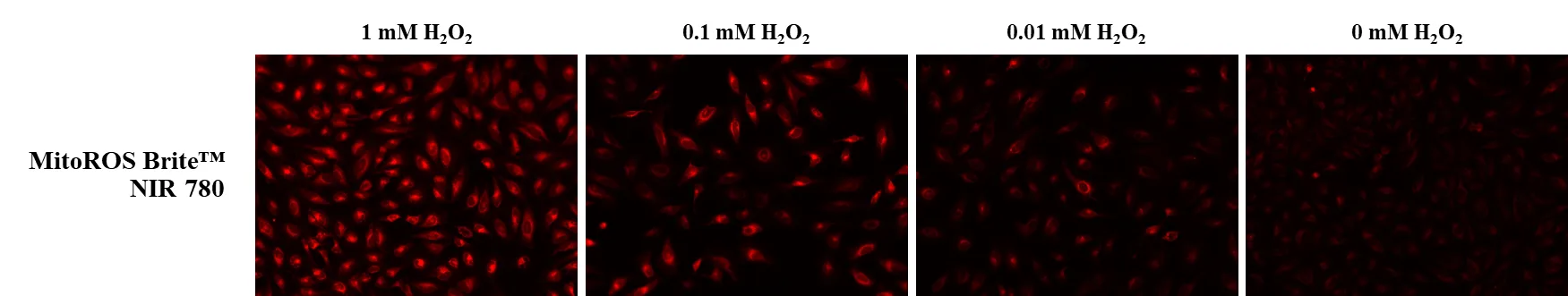 MitoROS Brite™ NIR 780 *Optimized for Detecting Reactive Oxygen Species (ROS) in Mitochondria* - image 1