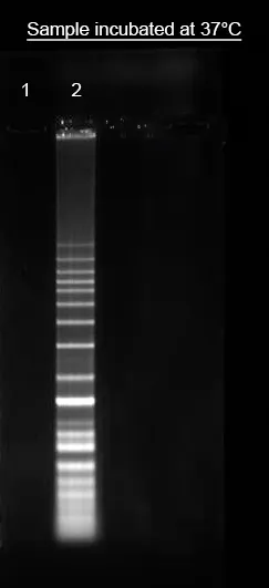 Helixyte™ iFluor® 647 Nucleic Acid Labeling Dye *Optimized for Labeling 2x100 ug DNA/RNA* - image 1