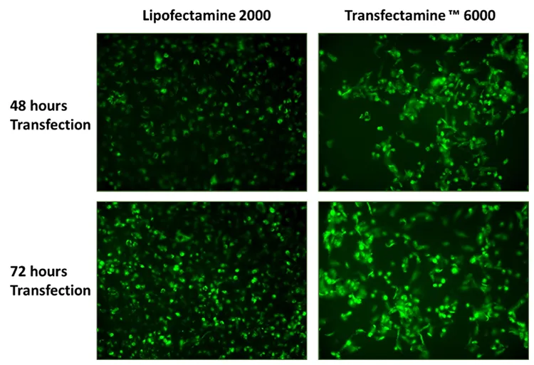 Transfectamine™ 6000 CRISPR Transfection Reagent - image 1