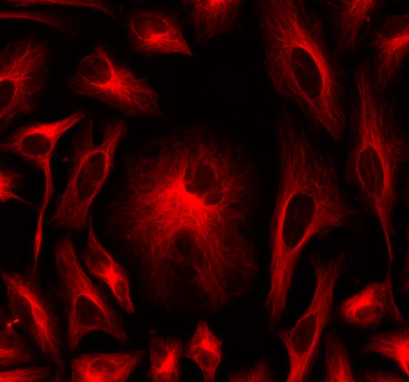 ReadiLink™ Rapid XFD647 Antibody Labeling Kit *Production Scale* - image 1