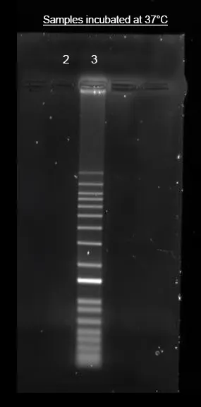 Helixyte™ iFluor® 594 Nucleic Acid Labeling Dye *Optimized for Labeling 2x100 ug DNA/RNA* - image 1