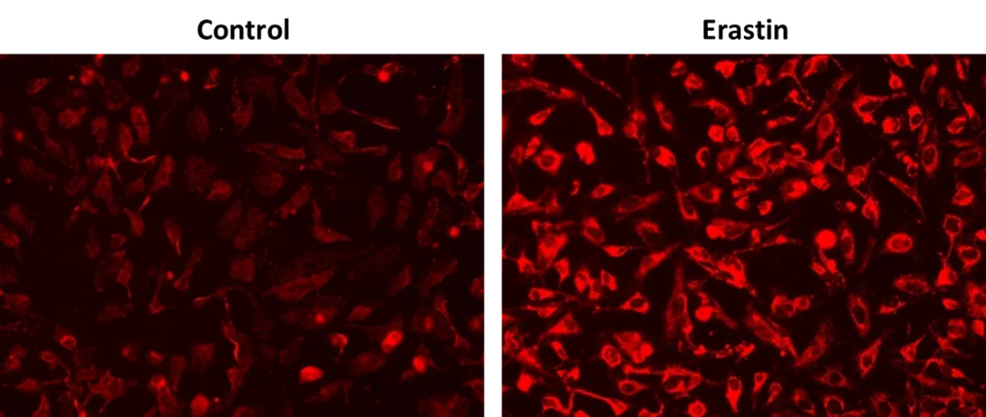 OxiVision™ Red Mitochondrial Lipid Peroxidation Sensor - image 1