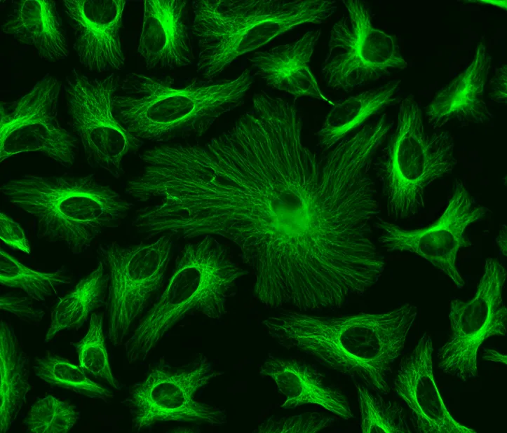 ReadiLink™ Rapid FITC Antibody Labeling Kit *Production Scale* - image 1