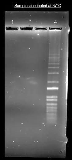 Helixyte™ iFluor® 350 Nucleic Acid Labeling Dye *Optimized for Labeling 2x100 ug DNA/RNA* - image 1