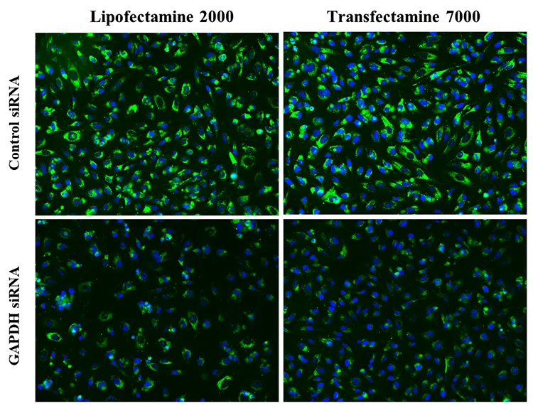 Transfectamine™ 7000 siRNA Transfection Reagent - image 1