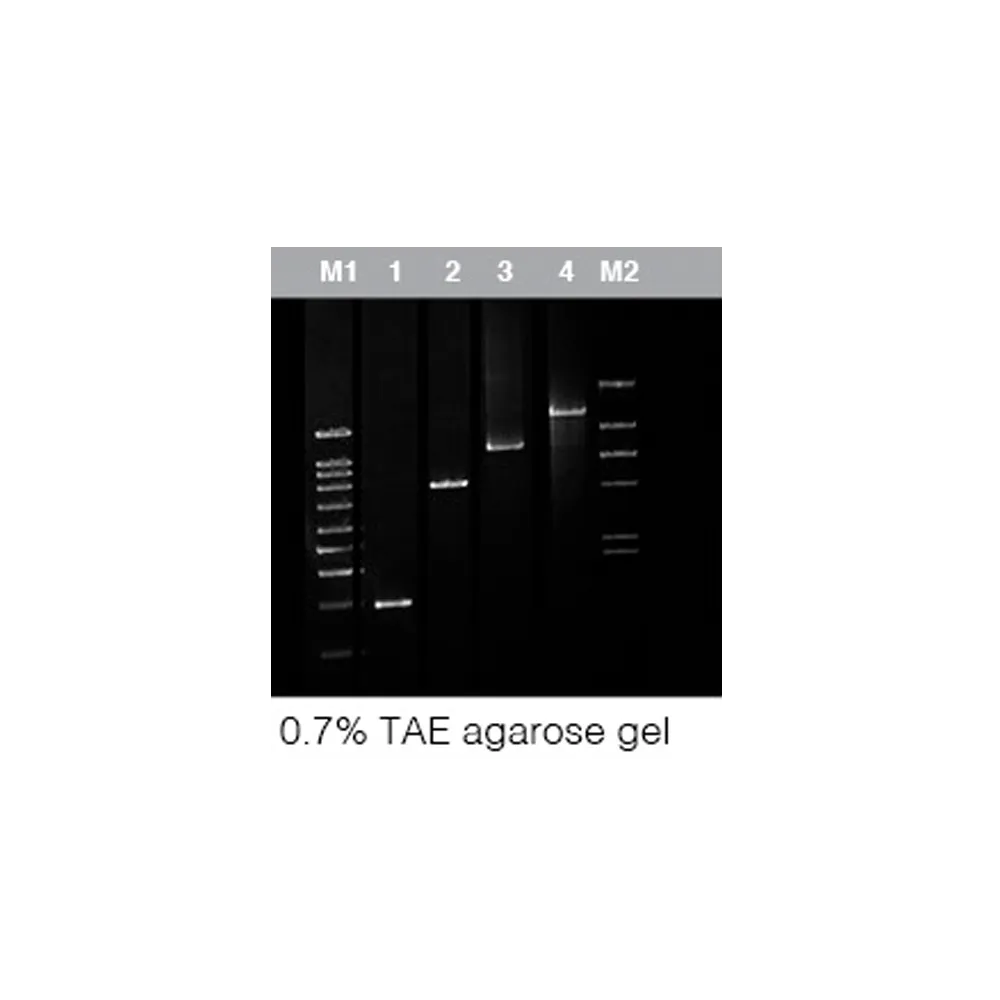AtTaq DNA Polymerase (5U/µL), 200 U - image 1