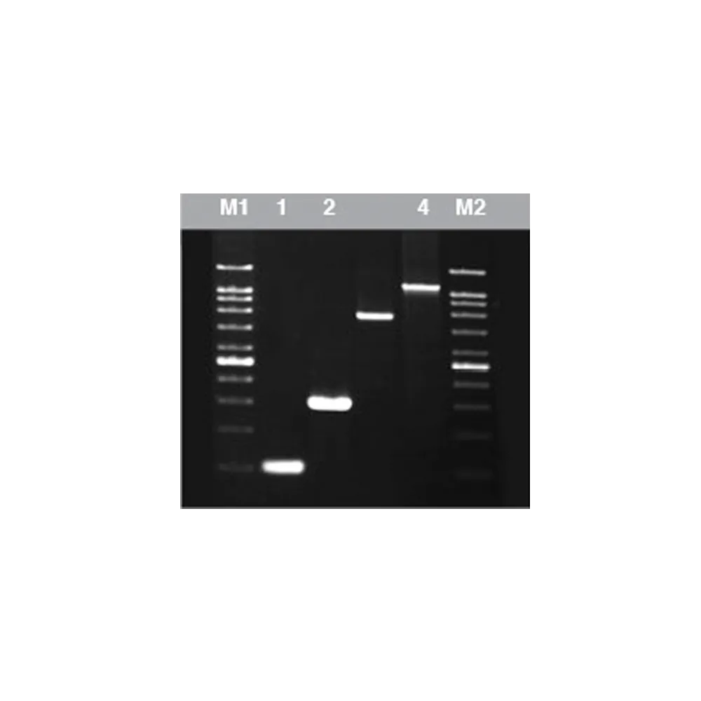 Pfu DNA Polymerase (5U/µL), 100 U - image 1