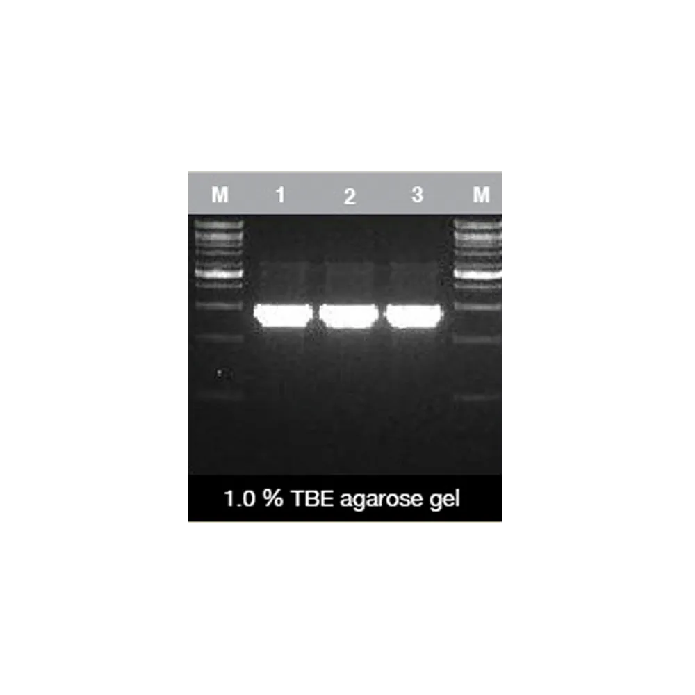 2X ViRed Taq Master Mix, 100 app - image 3