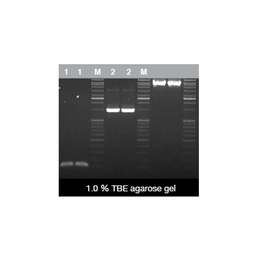 2X ViRed Taq Master Mix, 100 app - image 1