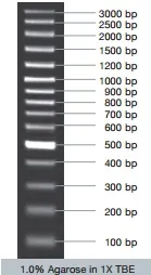 VC100bp DNA Ladder (ready-to-use), 5x 50 µg - image 1