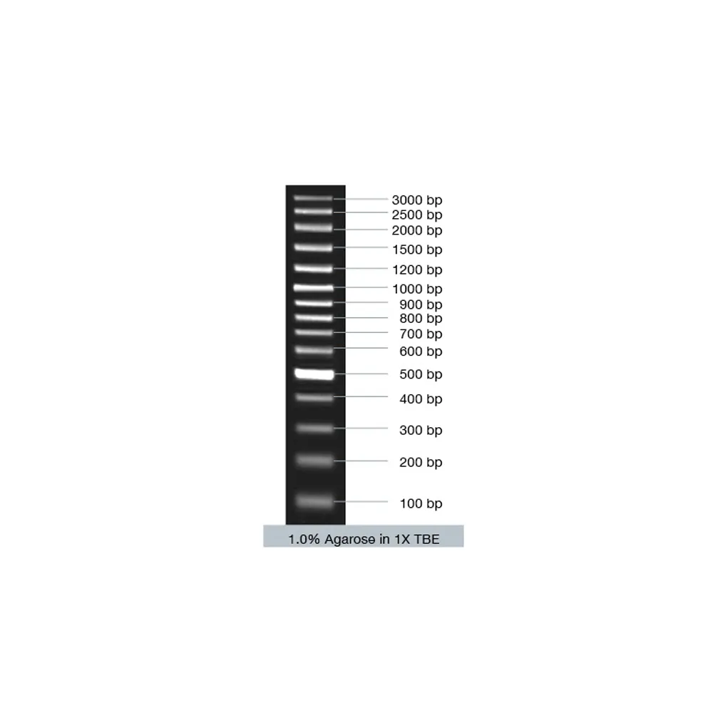 VC100bp Plus DNA Ladder (ready-to-use), 5x 50 µg - image 2