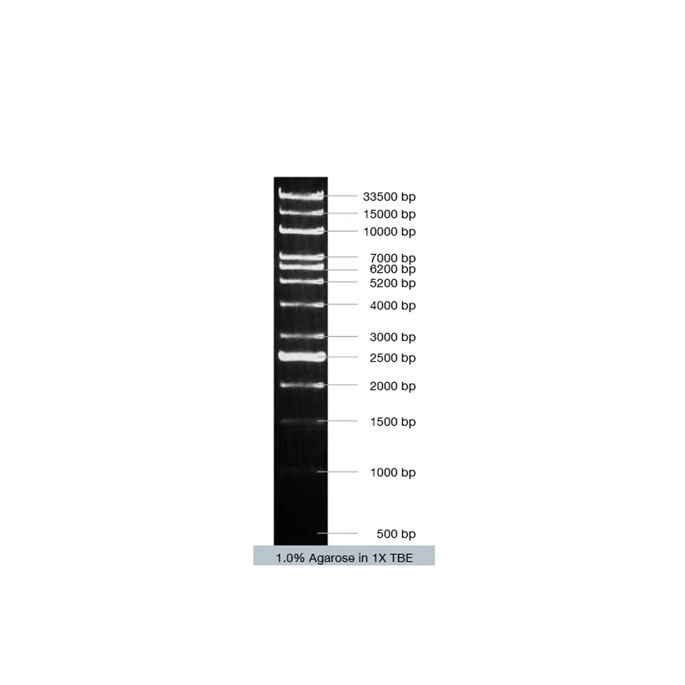 VC 1kb-Ex DNA Ladder (ready-to-use), 5x 50 µg - image 1