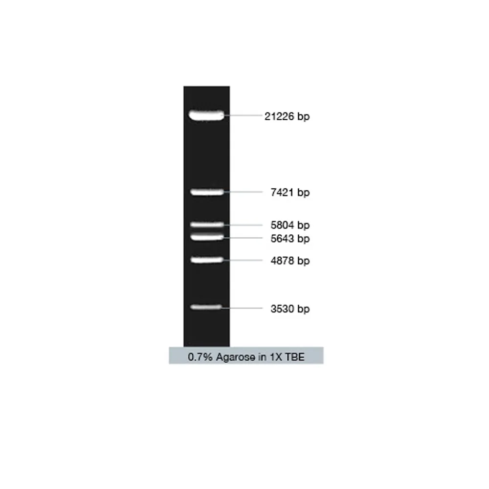 VC Lambda / EcoR I Marker, 50 µg - image 2