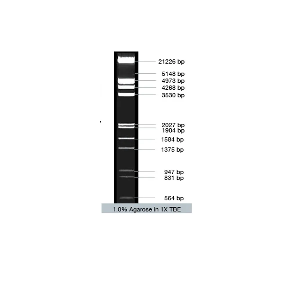 VC Lambda / EcoR I + Hind III Marker, 50 µg - image 1