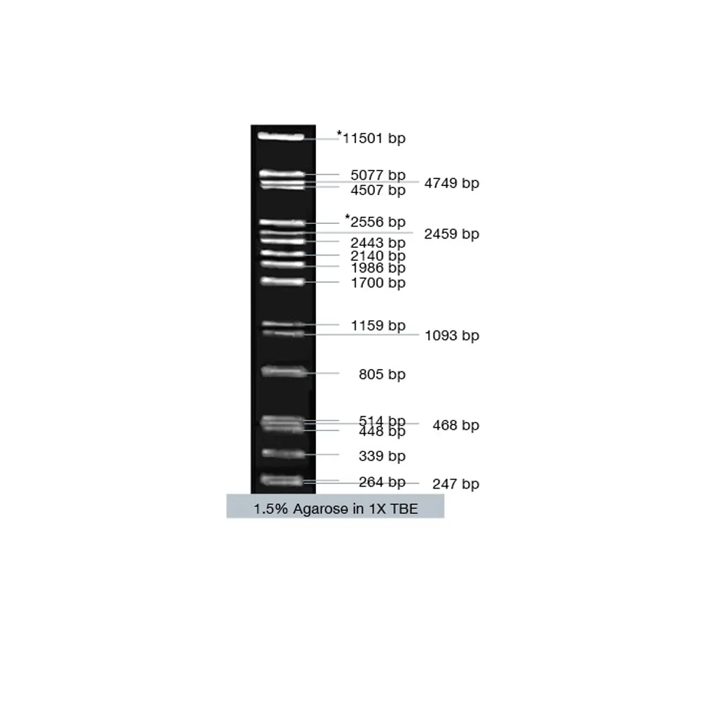 VC Lambda / Pst I Marker, 50 µg - image 1