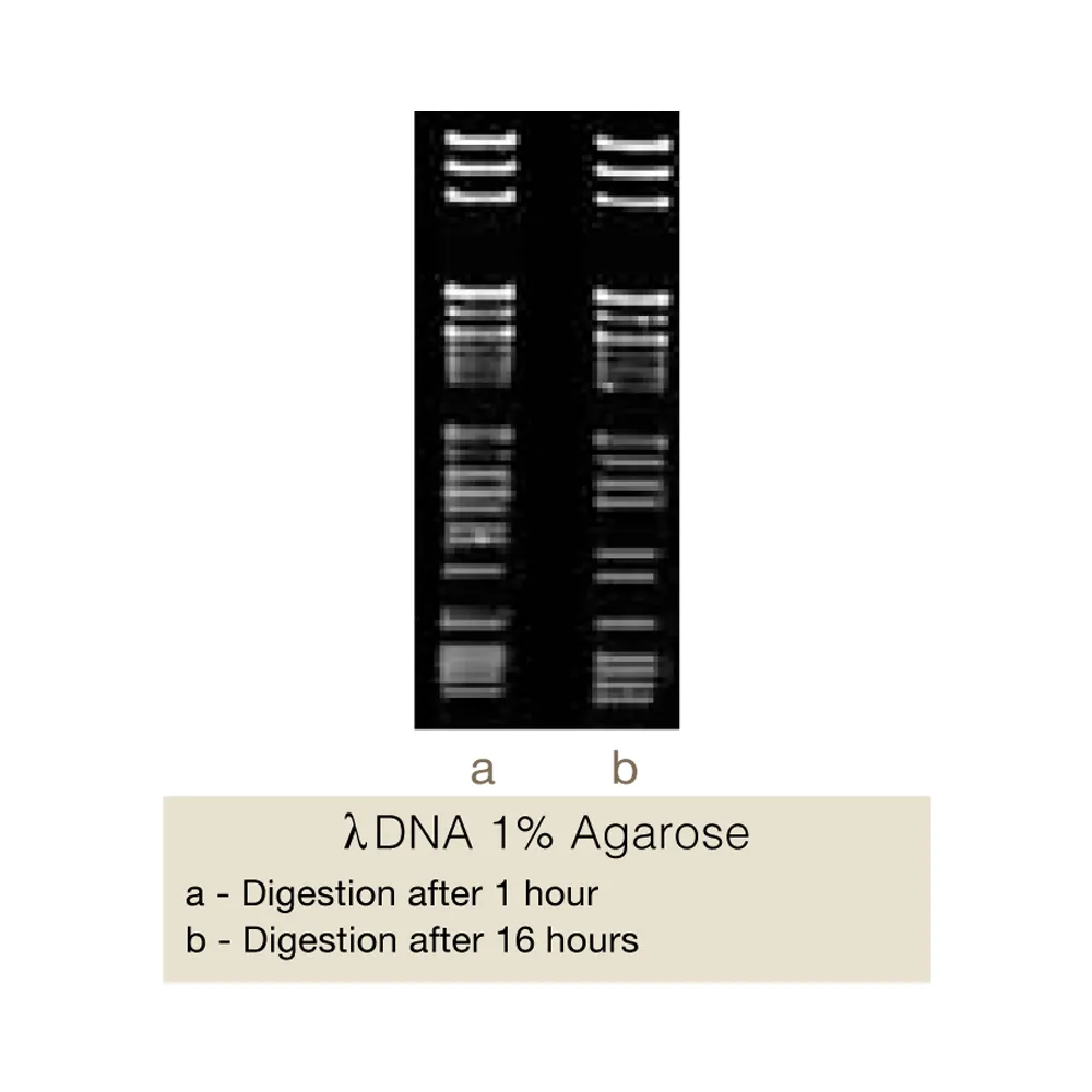 AfiI, 500U - image 1