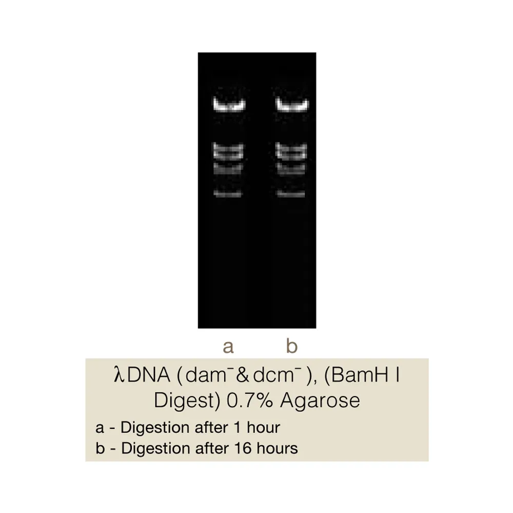 ApaI, 600U - image 1