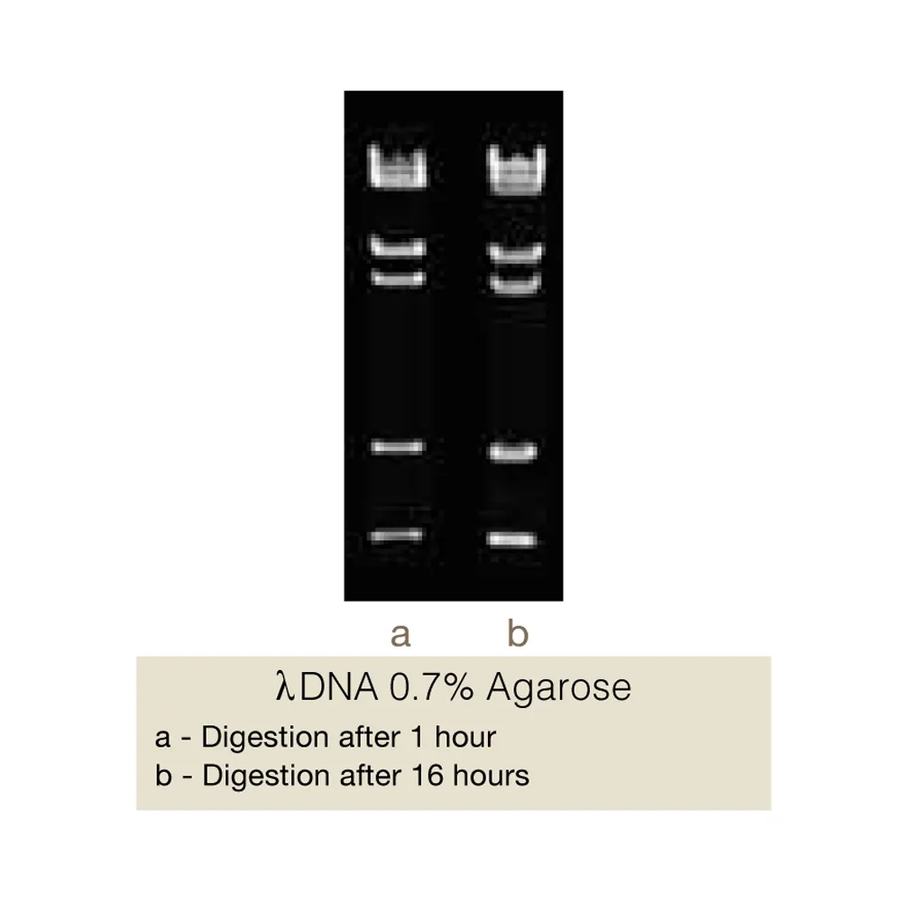 BmcAI, 200U - image 1