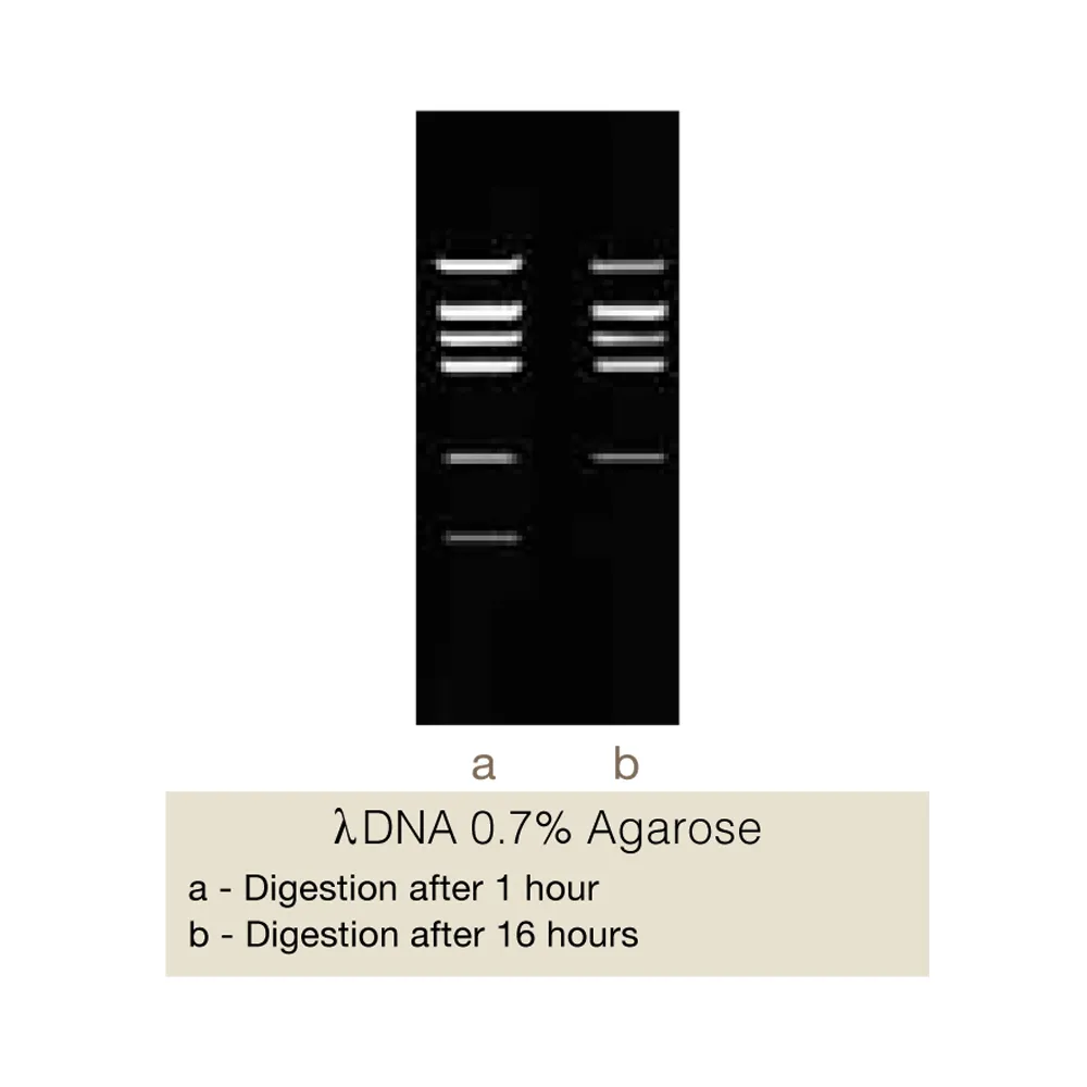 BmeRI, 200U - image 1