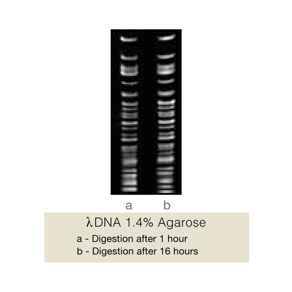 BmiI, 400U - image 1