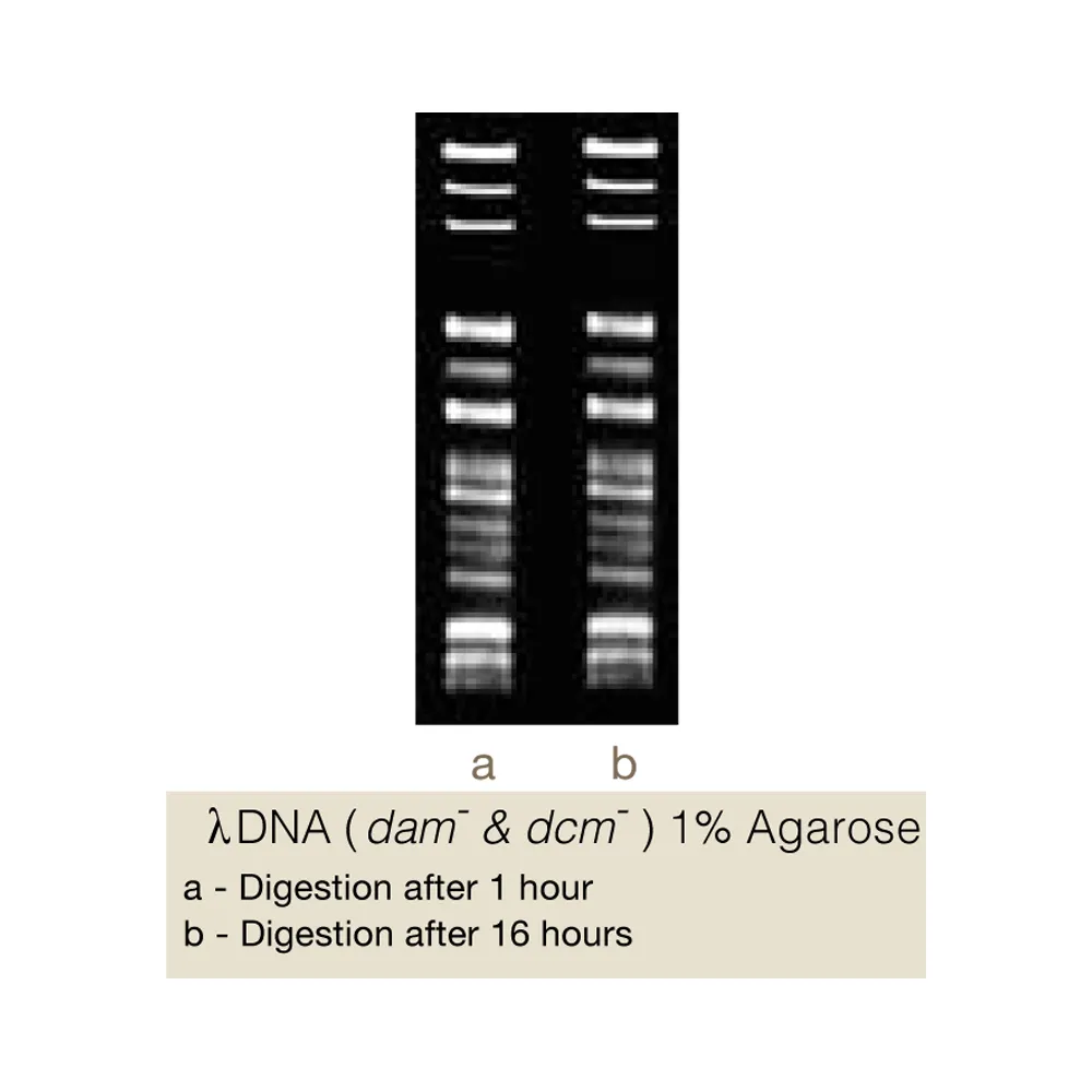 BmrFI, 400U - image 1