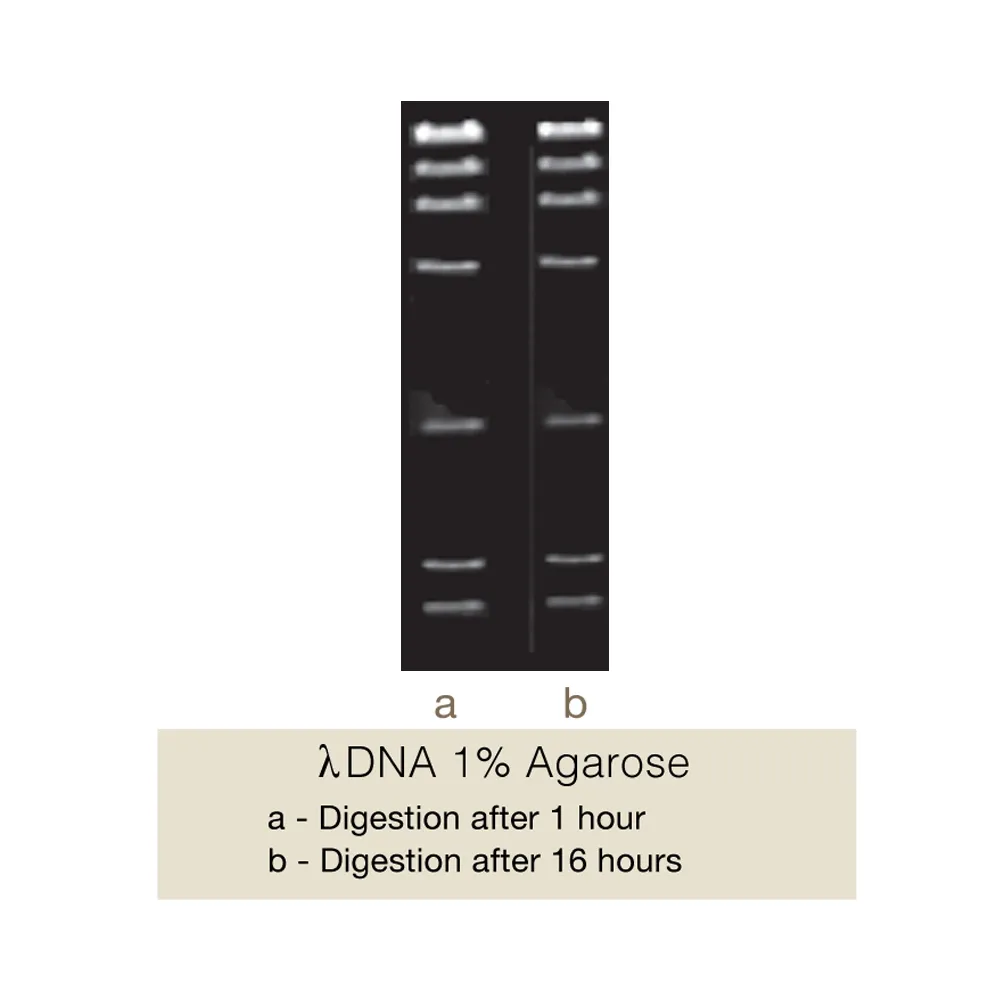 BpvUI, 100U - image 1