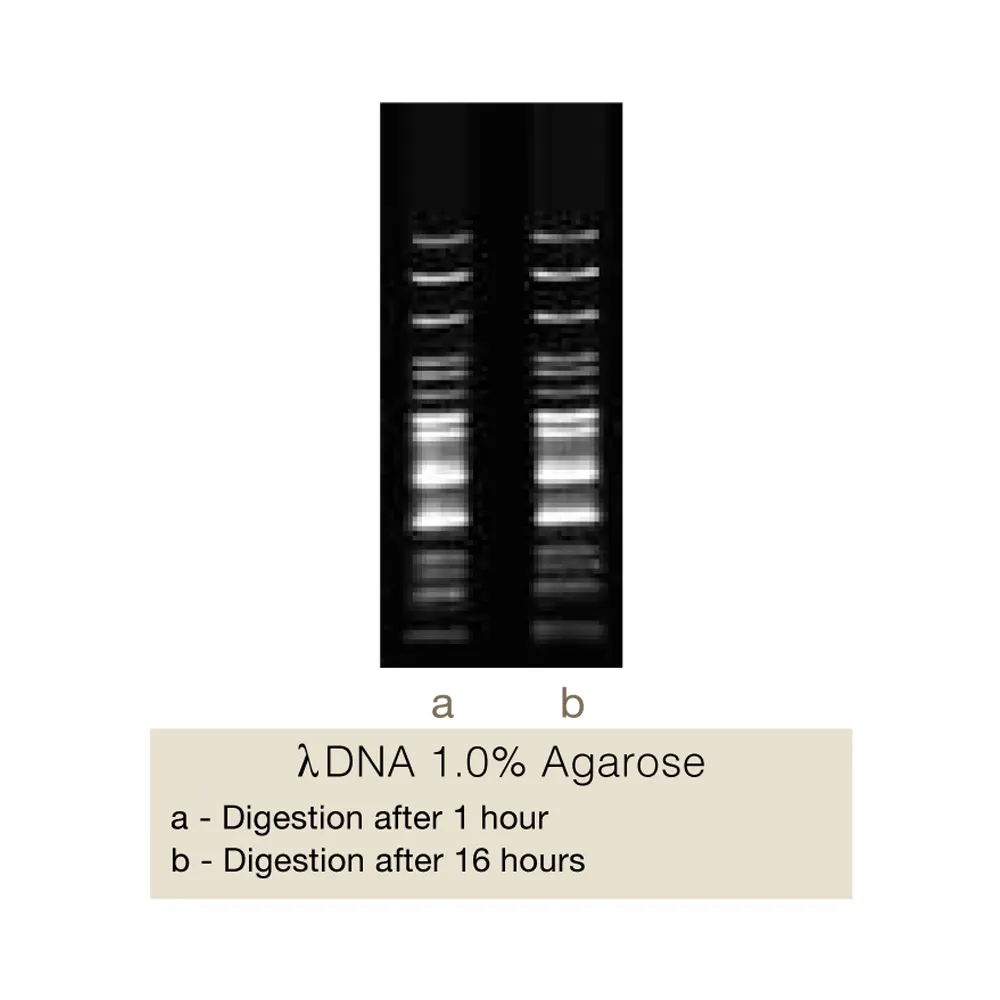 Bse1I, 500U - image 1