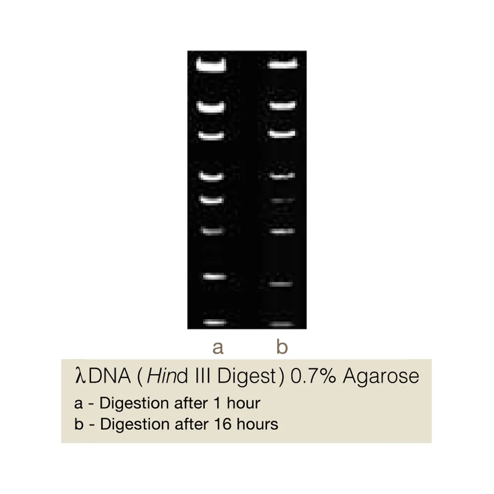 Bse21I, 400U - image 1
