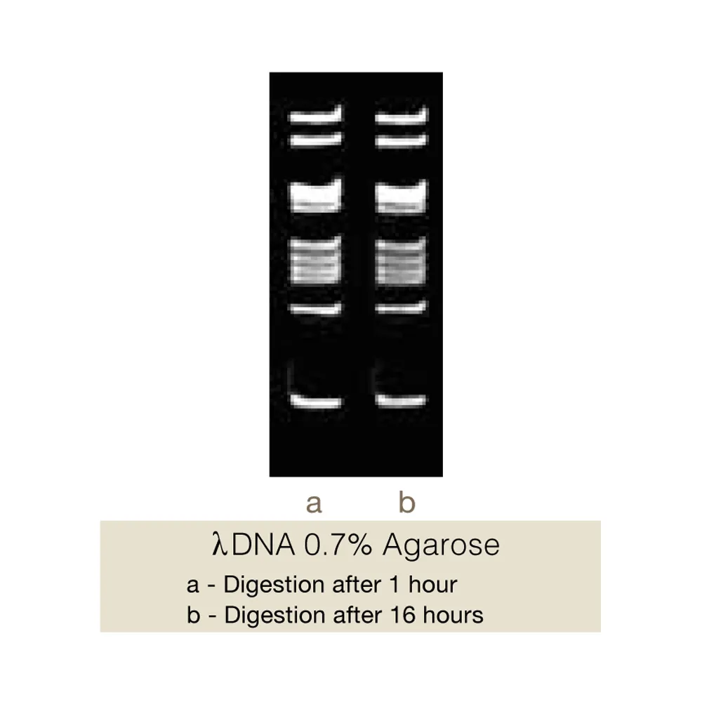 Bse3DI, 150U - image 1