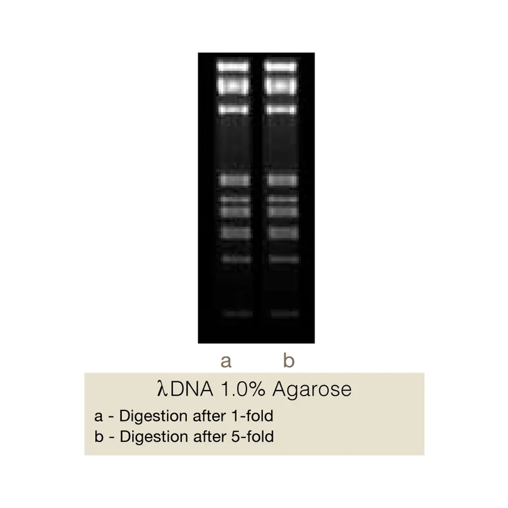 Bse8I, 400U - image 1