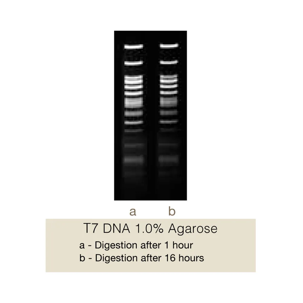 Bso31I, 100U - image 1