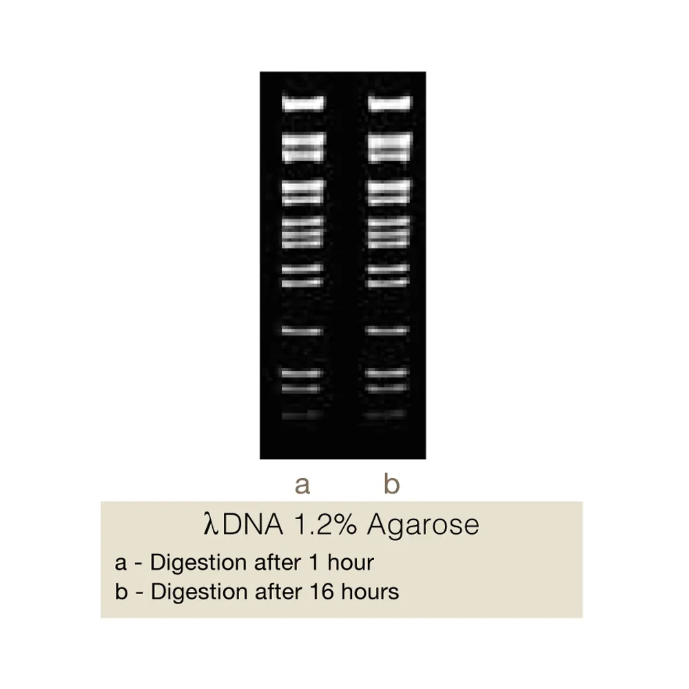 BstDSI, 500U - image 1