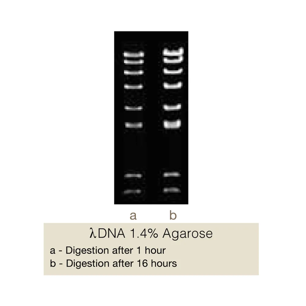 BstENI, 100U - image 1