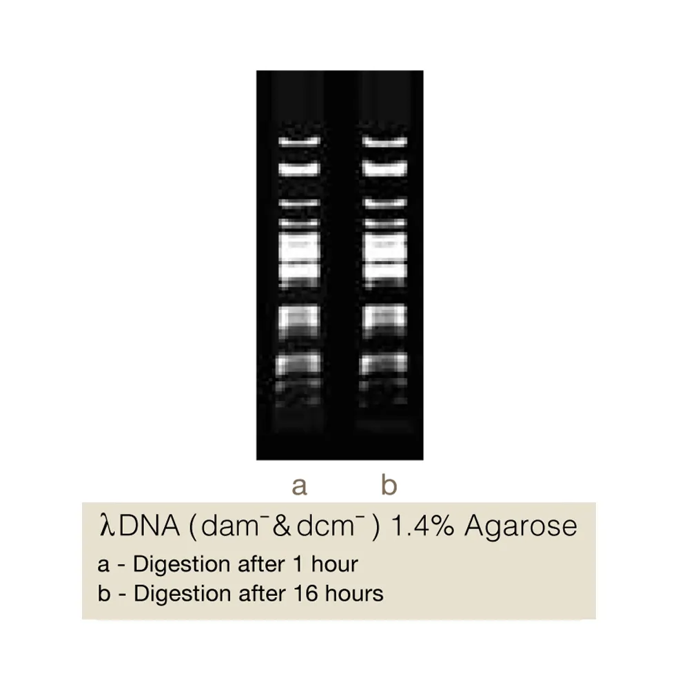 BstMBI, 200U - image 1