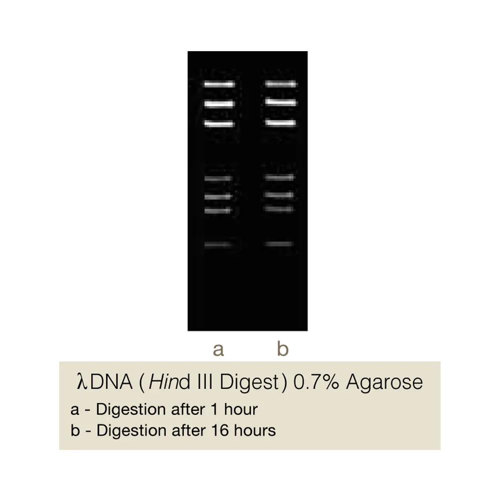 DinI, 200U - image 1