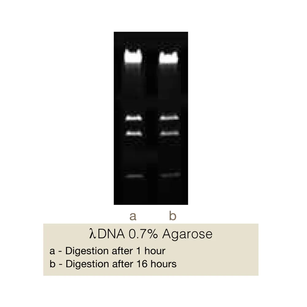 DseDI, 300U - image 1